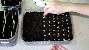 Выращивание сладкой кукурузы через рассаду.Посев кукурузы на рассаду.