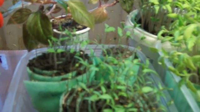 Рассада в улитках. Мой опыт. смотреть онлайн