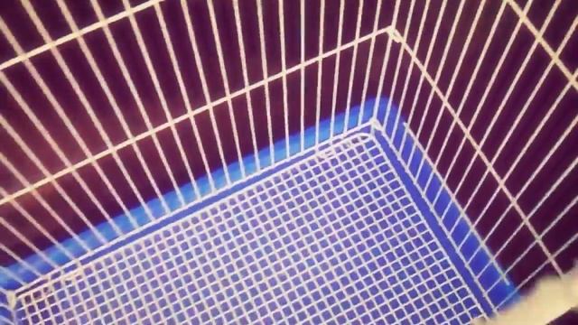 Триол с1 Зоотовары. Клетки-почтой.рф -Зоотовары от Лены гарантия лучшей цены. смотреть онлайн