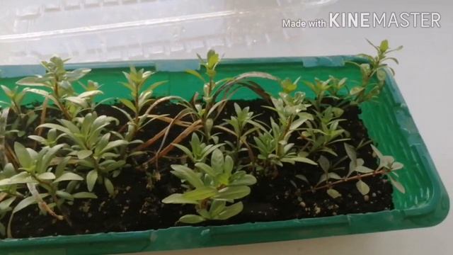 Домашний аквариум 15 литров! Теплица на подоконнике! Из подводной формы в надводную и обратно! смотреть онлайн