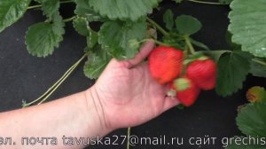 ФЛАГОЛАУРА ранний сорт клубники