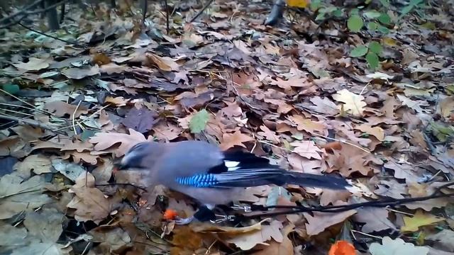 Сойка на прогулке в лесу смотреть онлайн