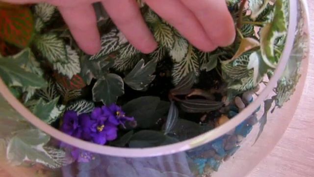 Новости моего флорариума. смотреть онлайн