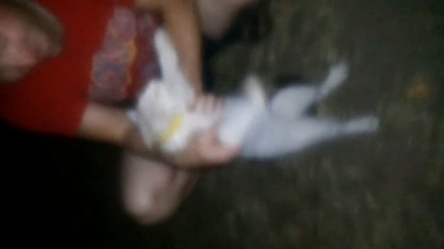 Кот 3-х цветный Бонифаций) смотреть онлайн