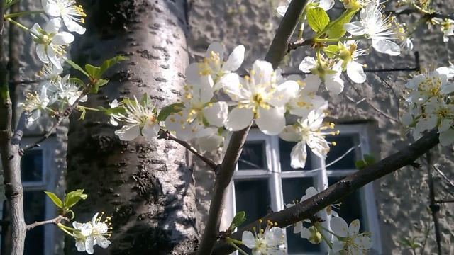 А Вы видели цветок сливы вблизи смотреть онлайн
