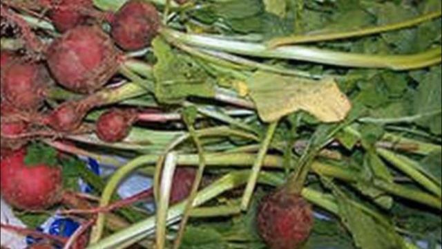 Болезни редиса и рекомендации смотреть онлайн