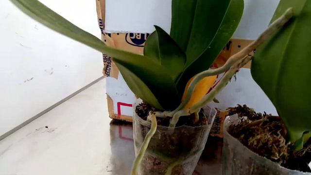 Unboxing PHALAENOPSIS 2nd Episode смотреть онлайн