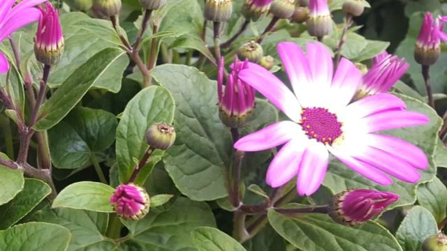 Senecio  'Senetti' Flowers