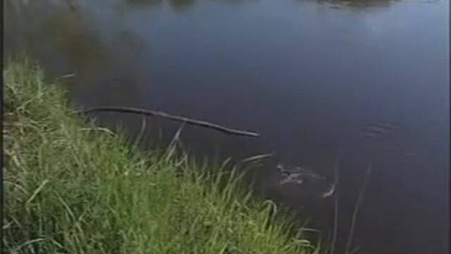 выхухоль смотреть онлайн