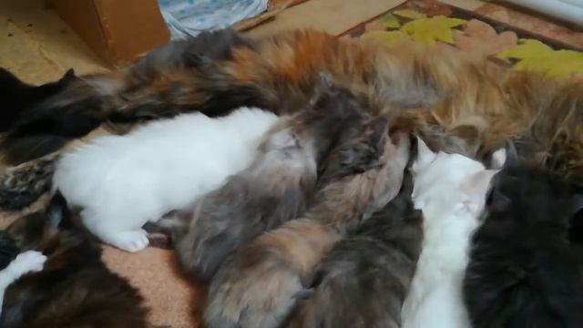 Смотреть видео котята мейн-кун из питомника | Купить котенка мейн-кун смотреть онлайн