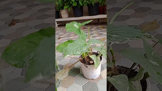 Syngonium Albo Care.syngonium Albo Ki Puri Jankari.syngonium Lost Variegated?