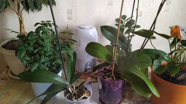 Увлажнитель воздуха для комнатных растений смотреть онлайн