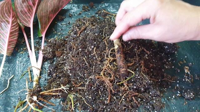 Детки,отростки или делёнка? Деление Аглаонем Голландской селекции.Детки Тайских Аглаонем.Хенг Хенг смотреть онлайн