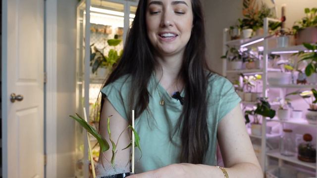Unbox wishlist plants with me from Botanicaz! | Etsy plant mail unboxing смотреть онлайн