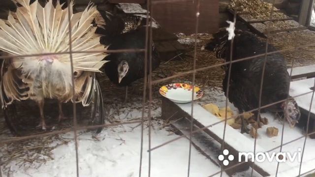 Индюки на зимней прогулке, витамины для индюков смотреть онлайн