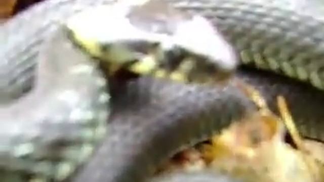 Шипит Уж обыкновенный смотреть онлайн
