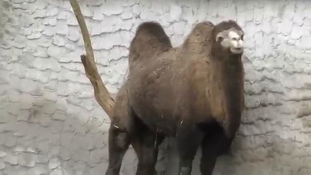 Смешной верблюд видео смотреть онлайн