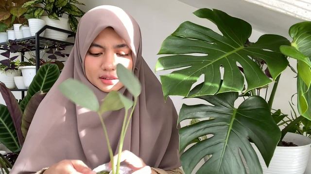 Unboxing amydrium | jewel orchid macodes petola | scindapsus treubii jade satin | philo hastatum смотреть онлайн
