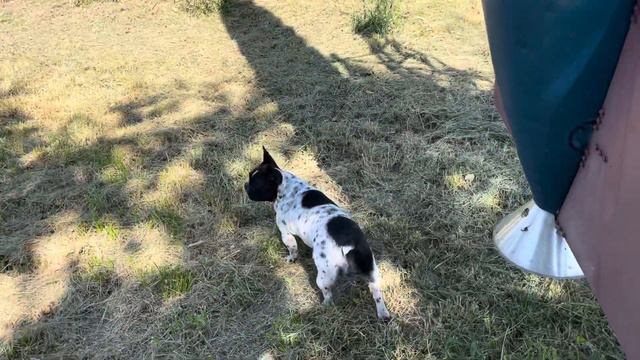 И какой же французский бульдог не любит инжир!… смотреть онлайн