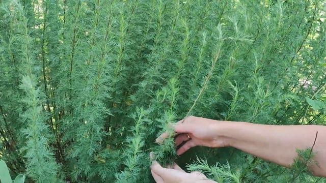 Bylica Boże Drzewko (Artemisia Abrotanum)- Ziołowy Lek, Kosmetyk, Panaceum Chorób Skóry...