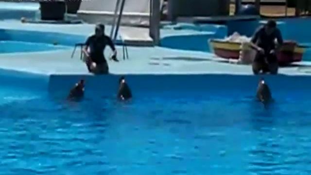 selwo marina show delfines смотреть онлайн