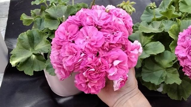 #129.Ю-Грушенька и Lara Harmony! Похожи? смотреть онлайн