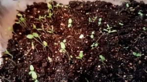 Многолетние цветы из семян .Армерия,седум,колокольчики .Посев-всходы.