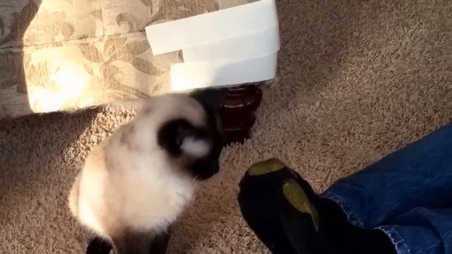 Petite Sweet Juliet смотреть онлайн