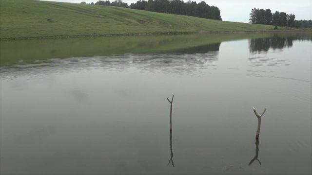 Ловил крупных карасей, а оказалось, что они не мои. смотреть онлайн