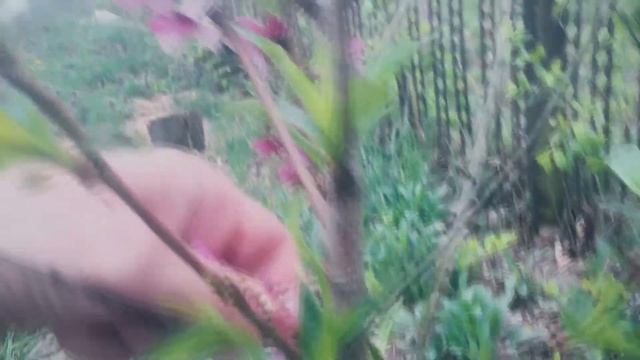 ЗАЧЕМ СРЫВАТЬ цветки с молодых деревьев | Дневник Садовода №3 Арболитич смотреть онлайн