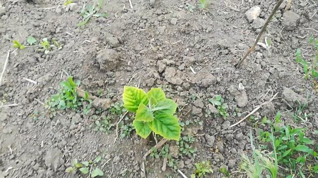 Павловния айлант смотреть онлайн