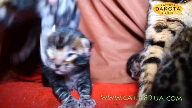 Будни питомника бенгальской кошки Dakota Gold бенгальские котята двух недель отроду смотреть онлайн