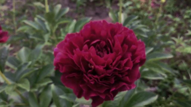 Боб и другие красные. Bob and other Reds смотреть онлайн