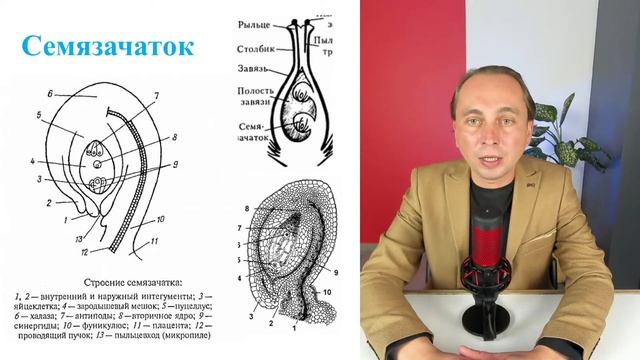 Биология ЦТ | Морфология цветка. Ботаника смотреть онлайн