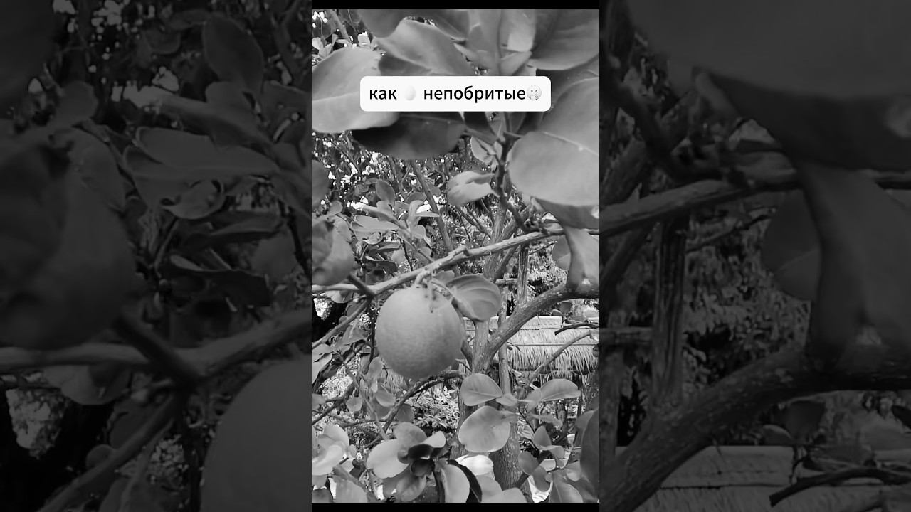 Новый влог уже на канале welcome #влог #kolenkapingvina #юмор смотреть онлайн