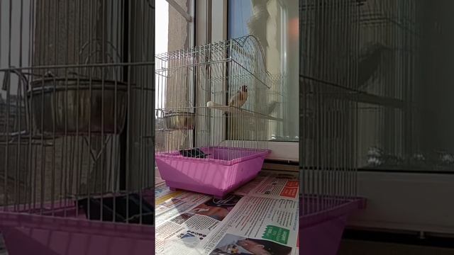 Пение щегол самец смотреть онлайн