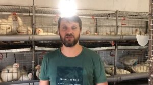 Заработок на бройлере ( ЭКСПЕРИМЕНТ на 500шт), выращивание бройлера, бройлер кобб 500 в курятнике