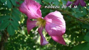 Клематисы. Сёдертелье (Södertälje)