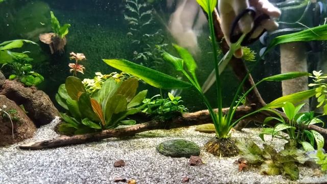 Надводная форма эхинодоруса. Опять приплод. смотреть онлайн