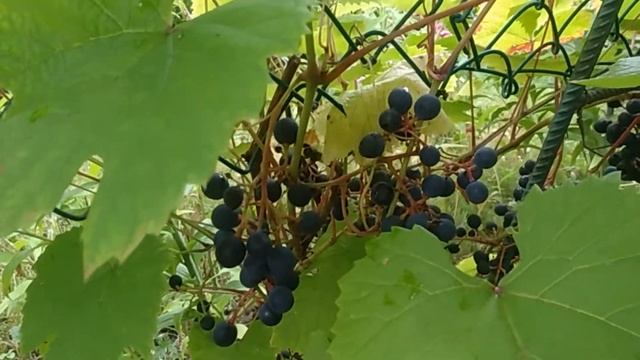 Виноград в Москве Изабелла смотреть онлайн