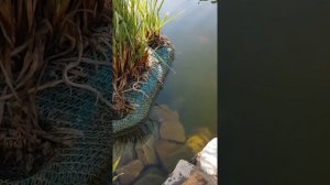 Сетка для нереста карпа КОИ в пруду//