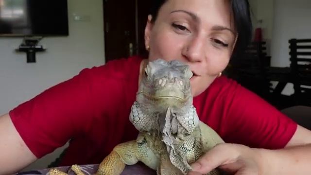 Наш питомец игуан Иван Зелёная игуана дома смотреть онлайн
