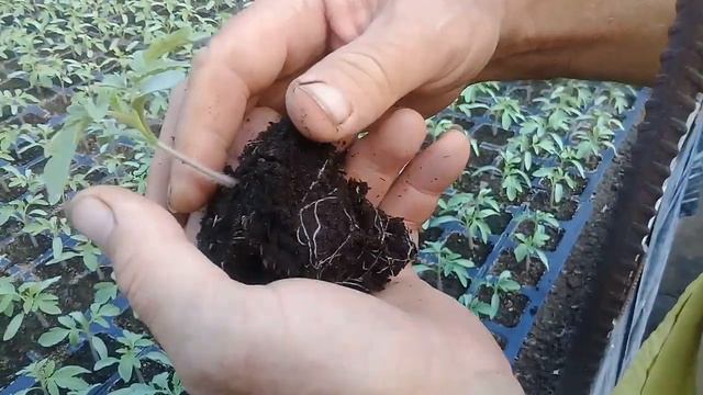 Состояние пикировки после обработки ГУМИСТОКОМ!