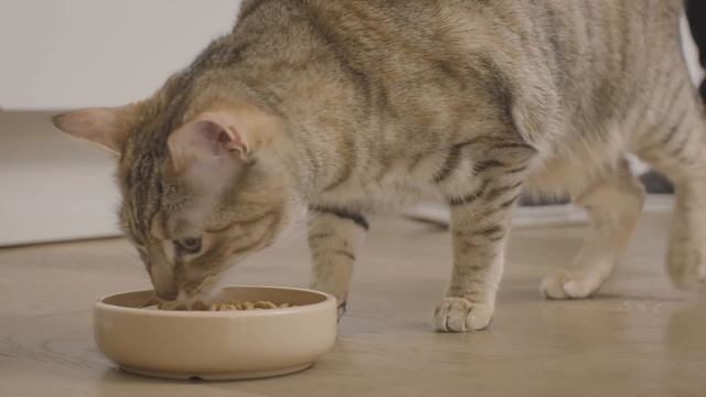 PRO PLAN Kat video - teaser смотреть онлайн