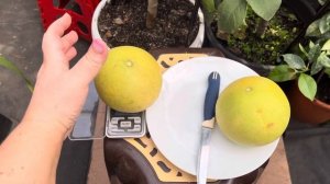 Помело Чандлер C.grandis Chandler, дегустация .