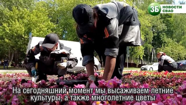 Как оформляют летние цветники в СВАО смотреть онлайн