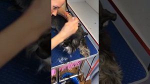 Стрижка цвергшнауцера
