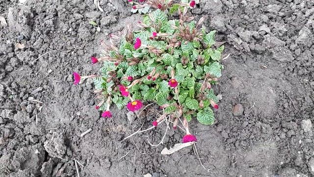 ЧТО САЖАТЬ ИЗ ЦВЕТОВ НЕПРИХОТЛИВЫХ, ДЕШЁВЫХ, МНОГОЛЕТНИХ? смотреть онлайн