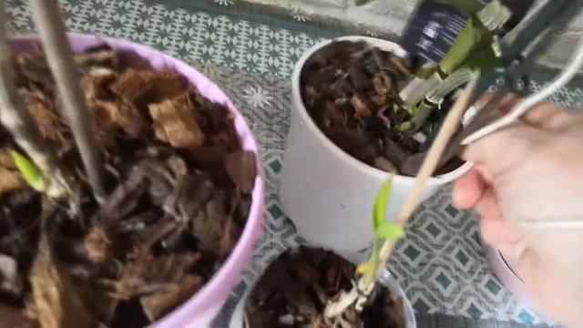 И рассказываю , и показываю, и отделяю детку дендробиума Нобиле "Акацуки"- "галопом по Европам"!?? смотреть онлайн