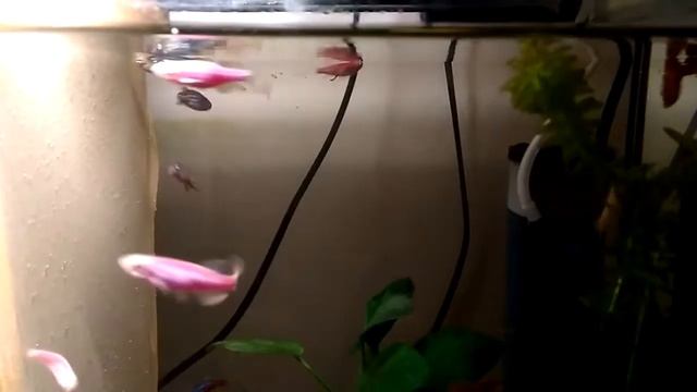 Промо. Разведение данио в общем аквариуме. смотреть онлайн